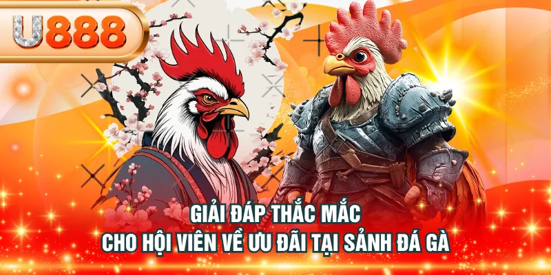 Giải đáp thắc mắc cho hội viên về ưu đãi tại sảnh đá gà