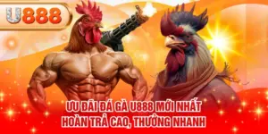 Ưu Đãi Đá Gà U888 Mới Nhất - Hoàn Trả Cao, Thưởng Nhanh